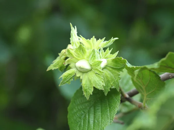 Jonge Hazelnoot Een Boom Met Groene Bladeren — Stockfoto