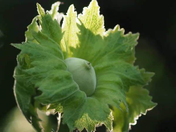 Nocciola Giovane Albero Con Foglie Verdi — Foto Stock