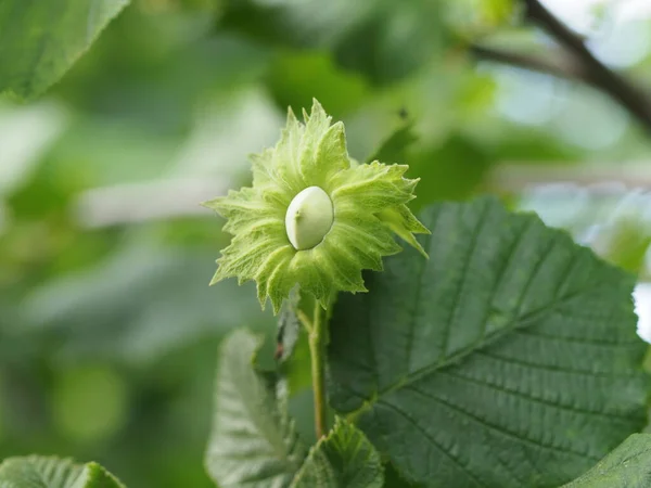 Junge Haselnuss Auf Einem Baum Mit Grünen Blättern — Stockfoto