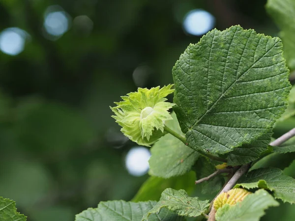 Junge Haselnuss Auf Einem Baum Mit Grünen Blättern — Stockfoto