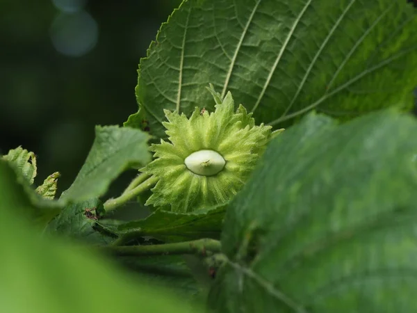 Junge Haselnuss Auf Einem Baum Mit Grünen Blättern — Stockfoto