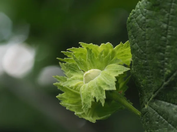 Jonge Hazelnoot Een Boom Met Groene Bladeren — Stockfoto