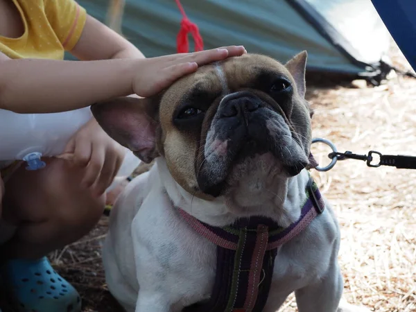 Criança Acariciando Jovem Bulldog Francês Uma Trela — Fotografia de Stock