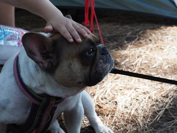 Gyermek Simogat Egy Fiatal Francia Bulldog Pórázon — Stock Fotó