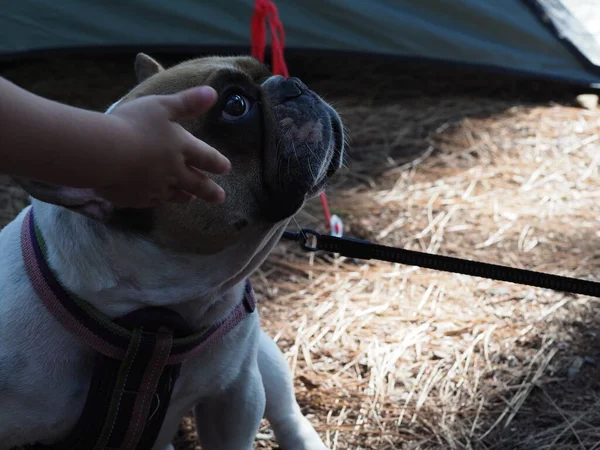 Gyermek Simogat Egy Fiatal Francia Bulldog Pórázon — Stock Fotó