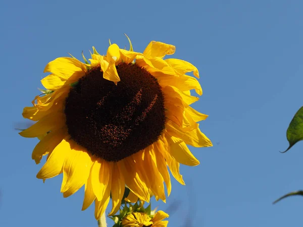 Słonecznik Kwiat Tle Błękitnego Nieba — Zdjęcie stockowe