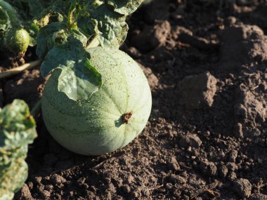 Açık zeminde karpuz yumurtalıkları.