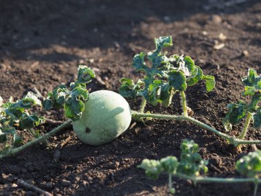 Açık zeminde karpuz yumurtalıkları.
