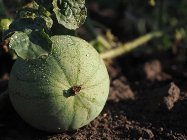 Açık zeminde karpuz yumurtalıkları.