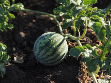 Açık zeminde karpuz yumurtalıkları.