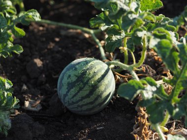Açık zeminde karpuz yumurtalıkları.