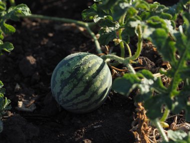Açık zeminde karpuz yumurtalıkları.