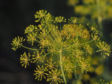 Olgun dereotunun kabarcıkları, yaklaşın