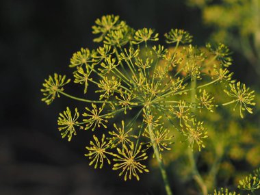 Olgun dereotunun kabarcıkları, yaklaşın