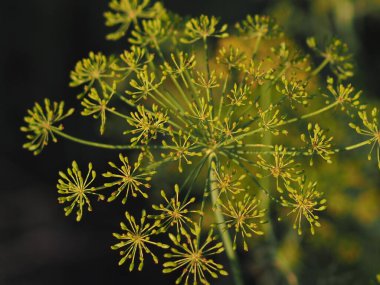 Olgun dereotunun kabarcıkları, yaklaşın