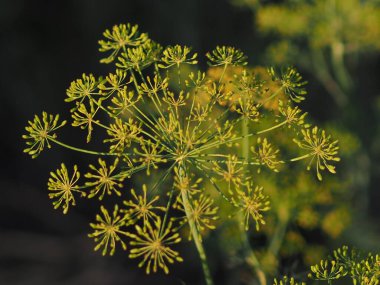 Olgun dereotunun kabarcıkları, yaklaşın