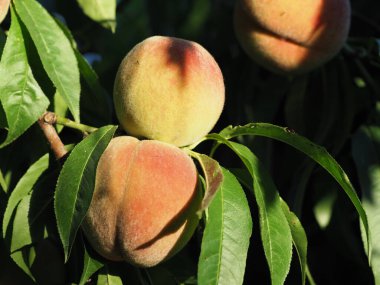 Güneşin aydınlattığı yapraklarla dolu bir dalda olgun şeftaliler.