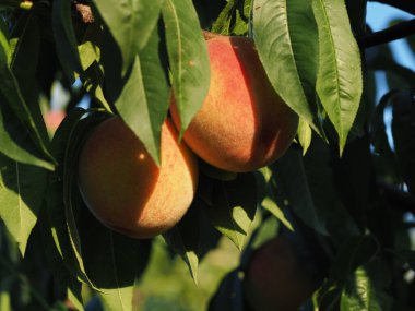 Güneşin aydınlattığı yapraklarla dolu bir dalda olgun şeftaliler.
