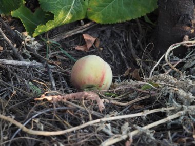 Olgun şeftali yerde yatıyor.