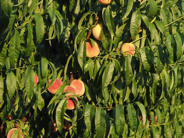 Ripe Peaches Branch Leaves Illuminated Sun — Stock Photo, Image