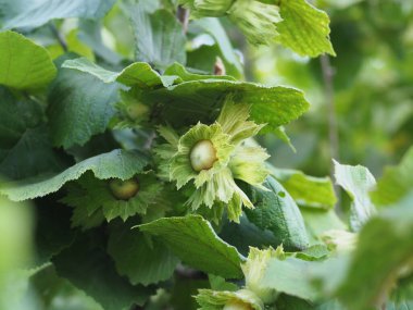 Yaprakları olan bir dalda fındık.