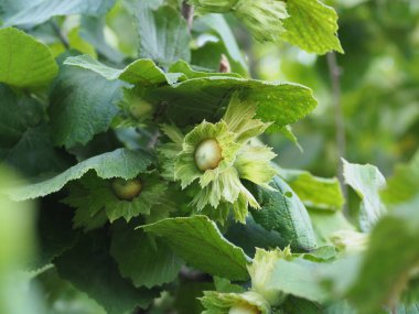 Yaprakları olan bir dalda fındık.