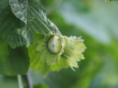 Yaprakları olan bir dalda fındık.