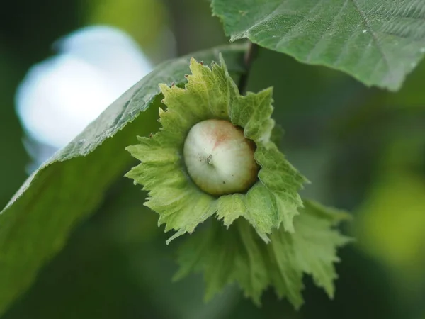 Haselnüsse Auf Einem Zweig Mit Blättern Aus Nächster Nähe — Stockfoto