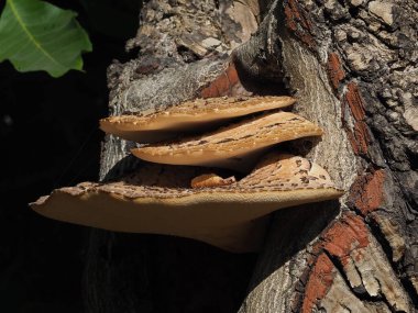 Kalın bir ağaç gövdesinde büyük mantarlar