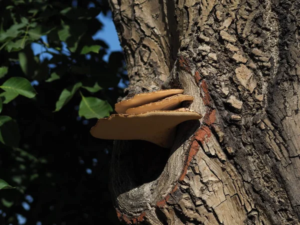 Setas Grandes Tronco Árbol Grueso —  Fotos de Stock