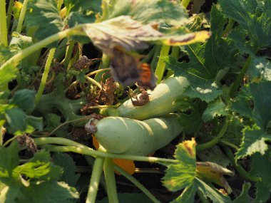 Bahçede olgun kabak.