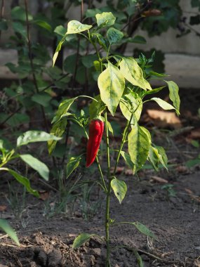 Yapraklı taze kırmızı biber.