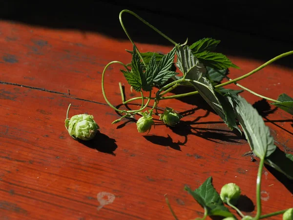 Coni Luppolo Con Foglie Vicino — Foto Stock