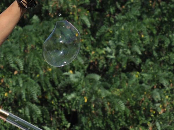 big soap bubble on a green tree background