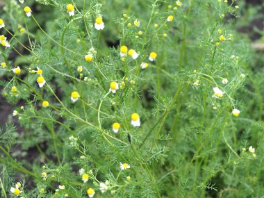 Bahçedeki büyük beyaz papatya çalısı