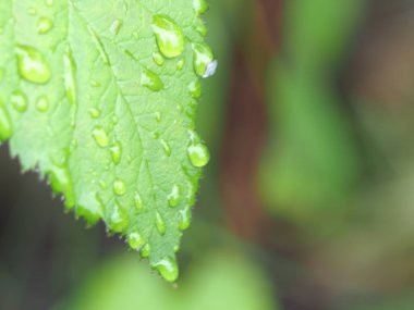 Ahududu yaprakları yağmur çiğ