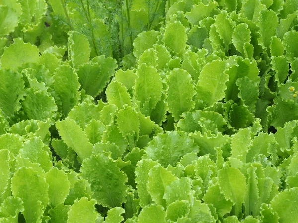 green lettuce leaves outdoors in the garden