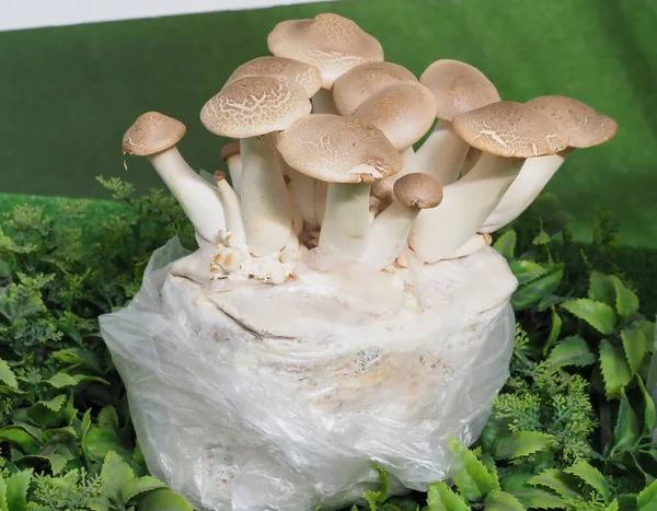 牡蛎王蘑菇 市场柜台上的菌丝体 图库图片