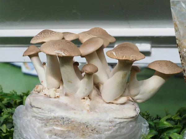 牡蛎王蘑菇 市场柜台上的菌丝体 免版税图库图片