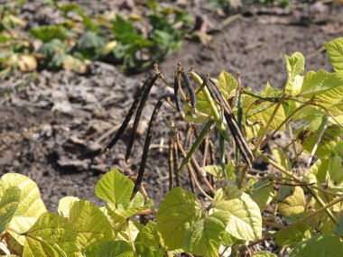 Tarlada olgunlaşmış püre kabukları