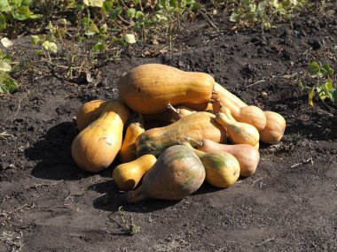 Bir tarlada olgunlaşmış balkabağı grubu.