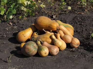 Bir tarlada olgunlaşmış balkabağı grubu.