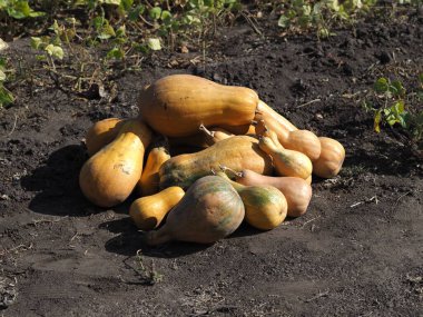 Bir tarlada olgunlaşmış balkabağı grubu.