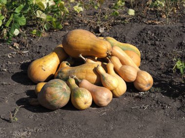 Bir tarlada olgunlaşmış balkabağı grubu.