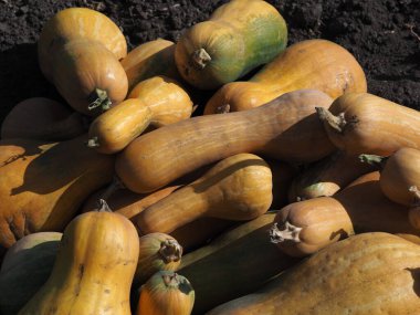 Bir tarlada olgunlaşmış balkabağı grubu.