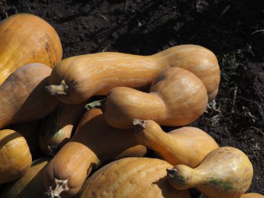 Bir tarlada olgunlaşmış balkabağı grubu.