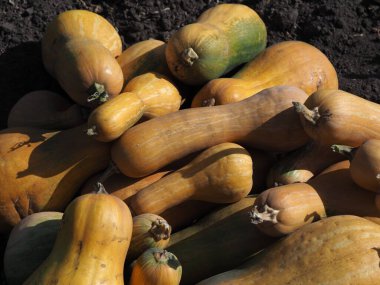 Bir tarlada olgunlaşmış balkabağı grubu.