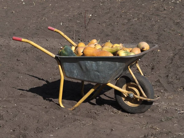 Carrello Con Zucche Campo — Foto Stock