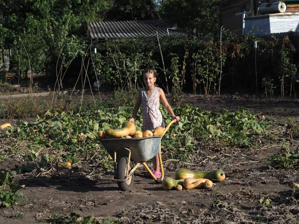 Avrupalı Görünümlü Sarışın Bir Kızın Portresi Bahçede Kabak Toplamaya Yardım — Stok fotoğraf