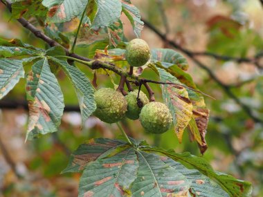 Olgun at kestaneleri bir ağaç dalında